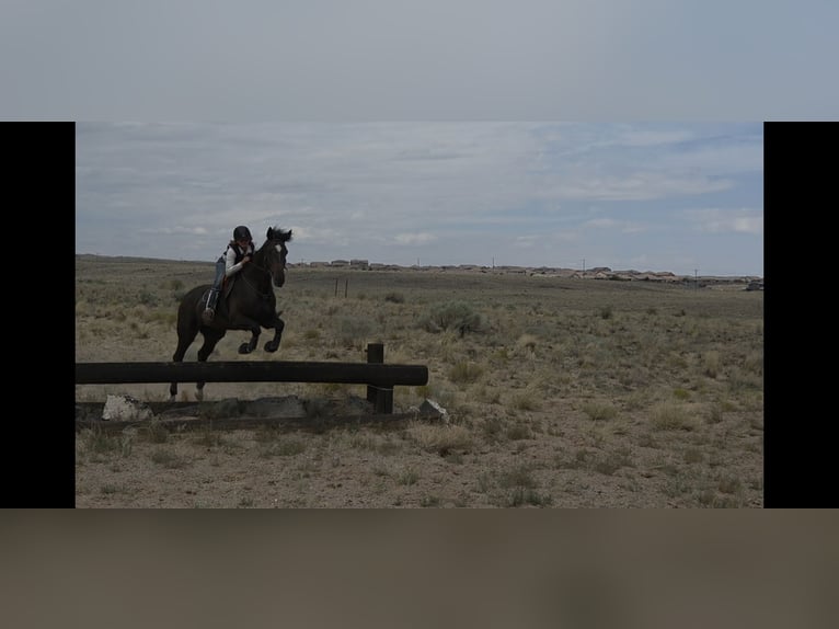 Thoroughbred Gelding 12 years Bay in Santa Fe, NM
