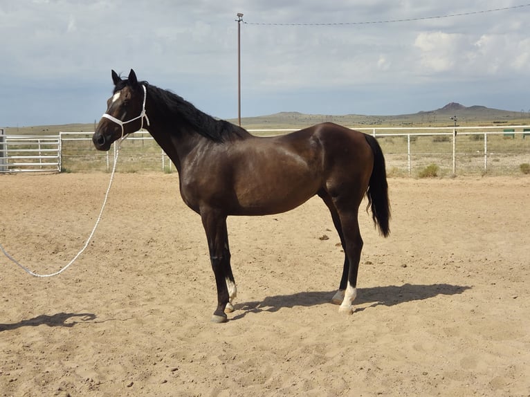 Thoroughbred Gelding 12 years Bay in Santa Fe, NM