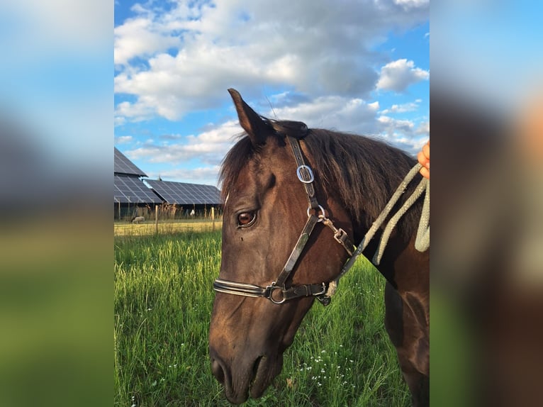 Thoroughbred Gelding 13 years 15.2 hh Bay-Dark in Mühlingen