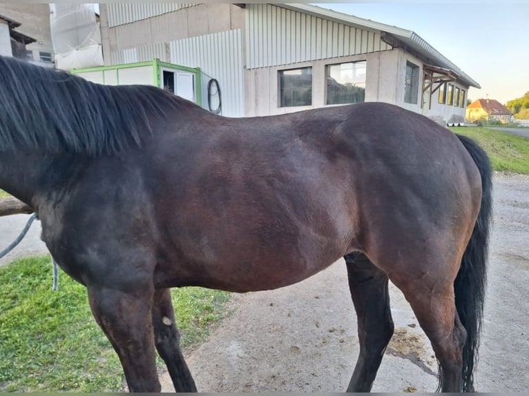 Thoroughbred Gelding 13 years 15.2 hh Bay-Dark in Mühlingen