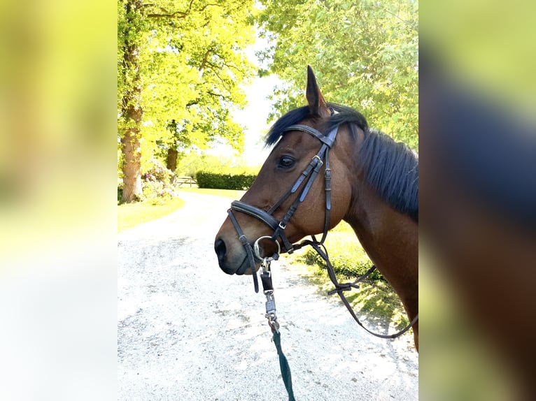 Thoroughbred Gelding 13 years 15,1 hh Brown in Annen