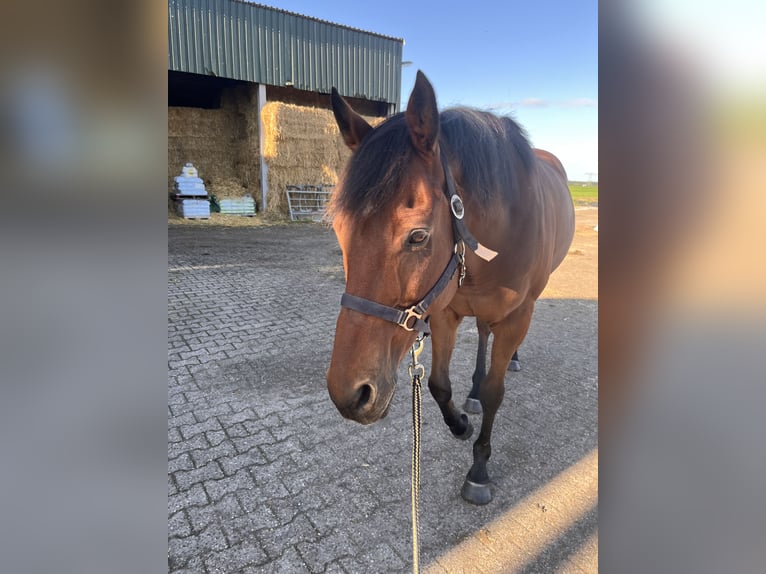Thoroughbred Gelding 13 years 15,1 hh Brown in Annen