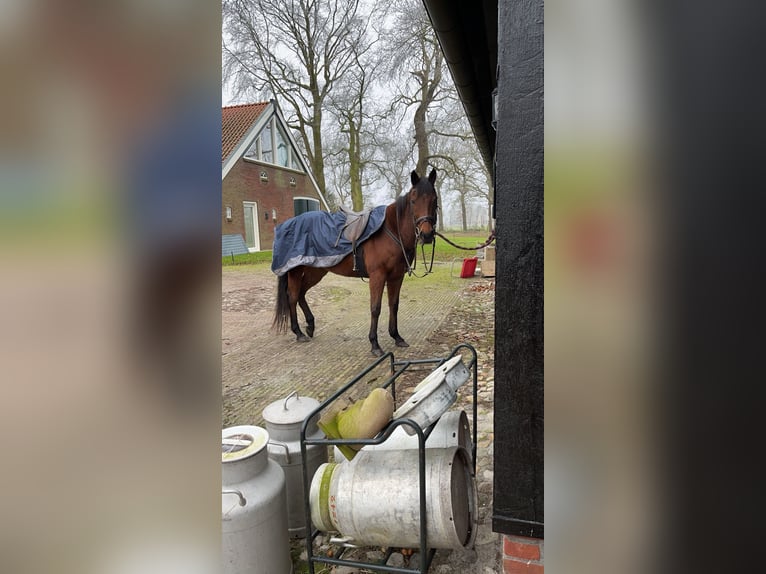 Thoroughbred Gelding 13 years 15,1 hh Brown in Annen