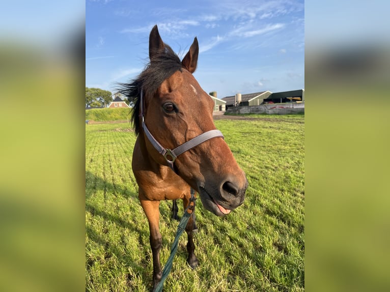 Thoroughbred Gelding 13 years 15,1 hh Brown in Annen