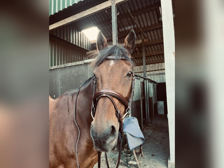 Thoroughbred Gelding 13 years 15,1 hh Brown in Annen