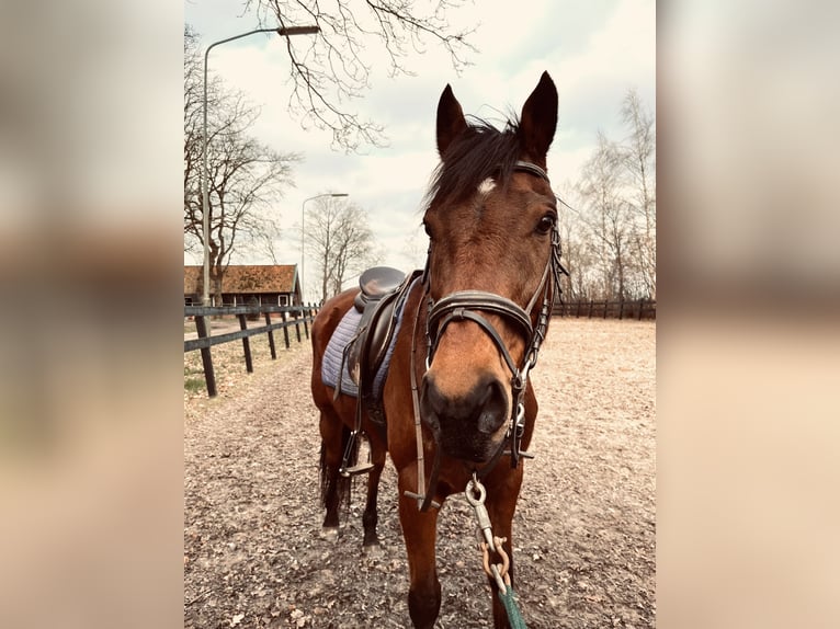 Thoroughbred Gelding 13 years 15,1 hh Brown in Annen