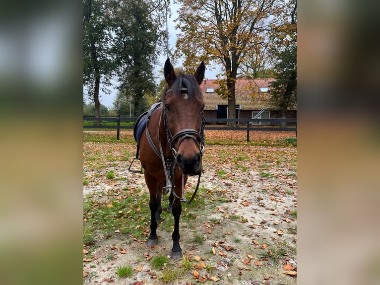 Thoroughbred Gelding 13 years 15,1 hh Brown in Annen