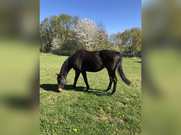 Thoroughbred Gelding 13 years 15,2 hh Bay-Dark in Bornheim