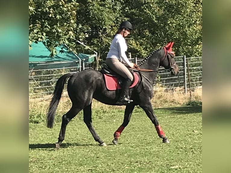 Thoroughbred Gelding 13 years 15,2 hh Bay-Dark in Bornheim