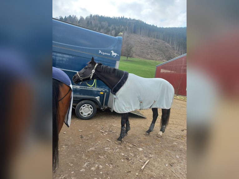 Thoroughbred Gelding 13 years 15,2 hh Black in Gresten