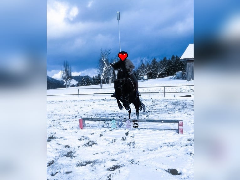 Thoroughbred Gelding 13 years 15,2 hh Black in Gresten