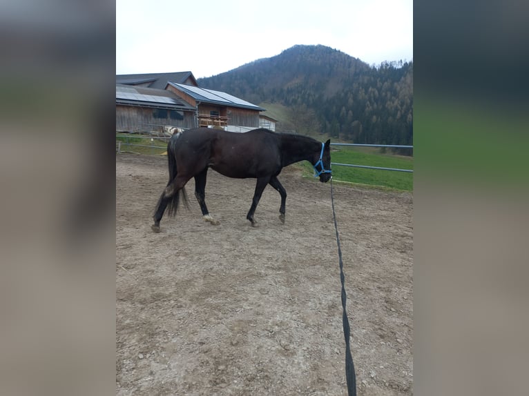 Thoroughbred Gelding 13 years 15,2 hh Black in Gresten