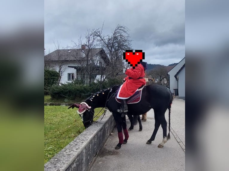 Thoroughbred Gelding 13 years 15,2 hh Black in Gresten