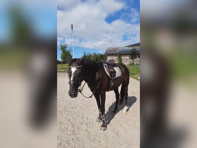 Thoroughbred Gelding 13 years 15,2 hh Black in Gresten