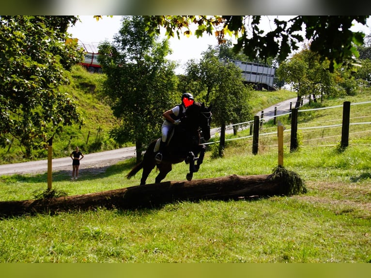 Thoroughbred Gelding 13 years 15,2 hh Black in Gresten