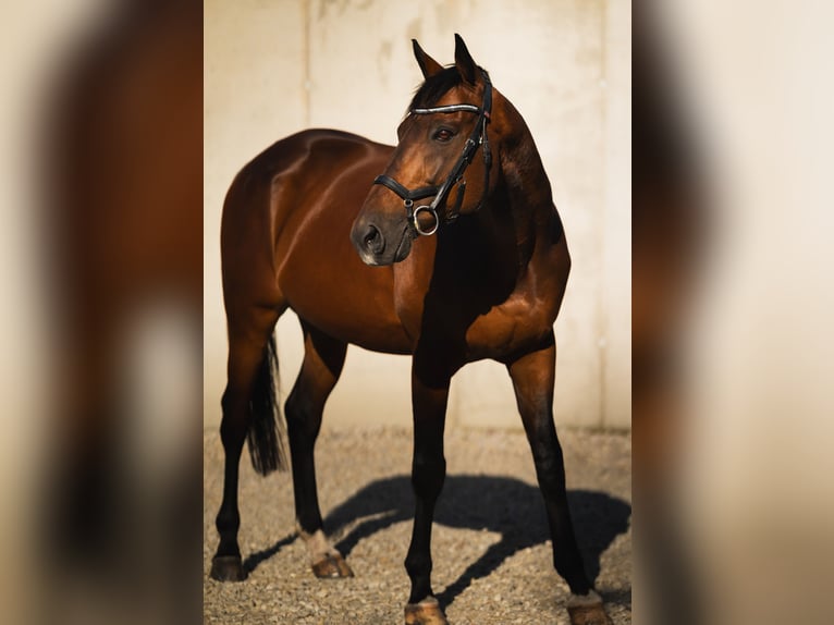 Thoroughbred Gelding 13 years 16,2 hh Brown in Münchsmünster