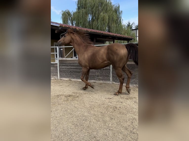 Thoroughbred Gelding 13 years 16.2 hh Chestnut-Red in Bra
