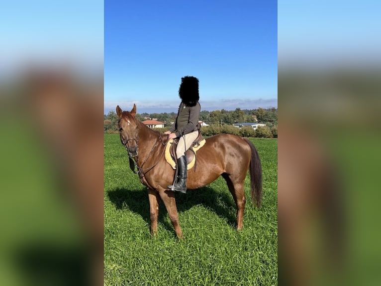 Thoroughbred Gelding 13 years 16.2 hh Chestnut-Red in Bra