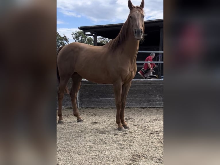 Thoroughbred Gelding 13 years 16.2 hh Chestnut-Red in Bra