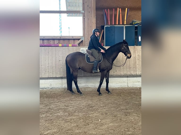 Thoroughbred Gelding 13 years 16,1 hh Bay-Dark in Schattwald Thoroughbred Gelding 13 years 16,1 hh Bay-Dark in Schattwald