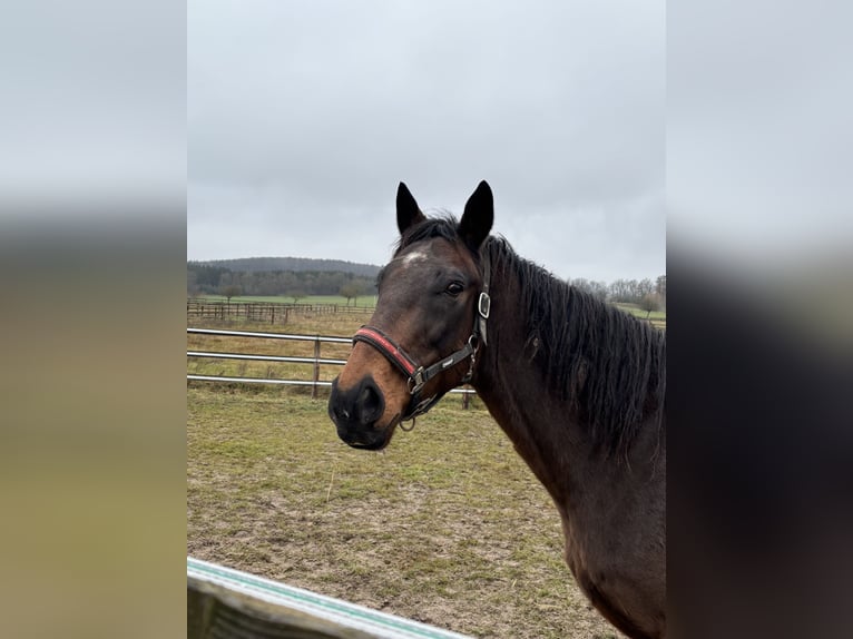 Thoroughbred Gelding 13 years 16,1 hh Bay-Dark in Oberaula