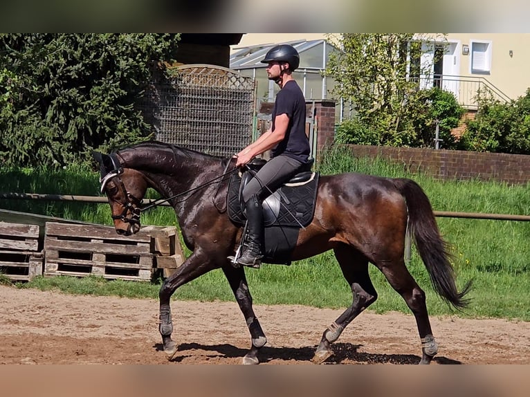 Thoroughbred Gelding 13 years 16,2 hh Brown in Hahnbach
