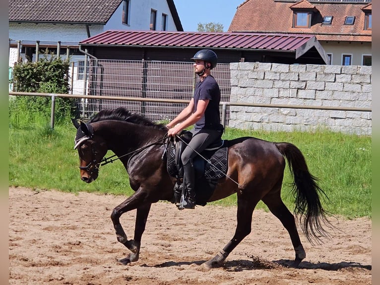 Thoroughbred Gelding 13 years 16,2 hh Brown in Hahnbach