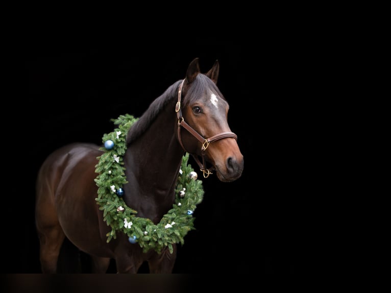 Thoroughbred Gelding 13 years 16,2 hh Brown in Hahnbach