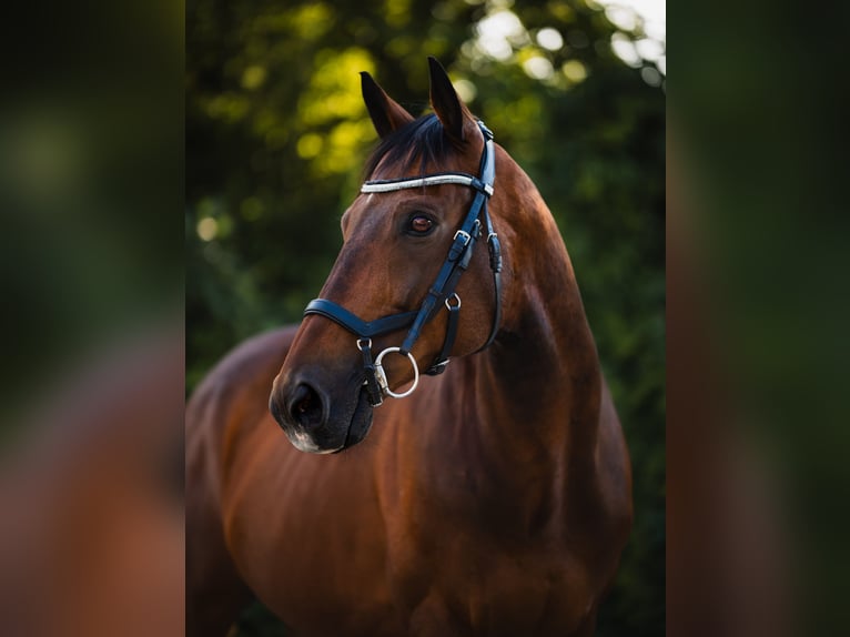 Thoroughbred Gelding 13 years 16,2 hh Brown in M&#xFC;nchsm&#xFC;nster