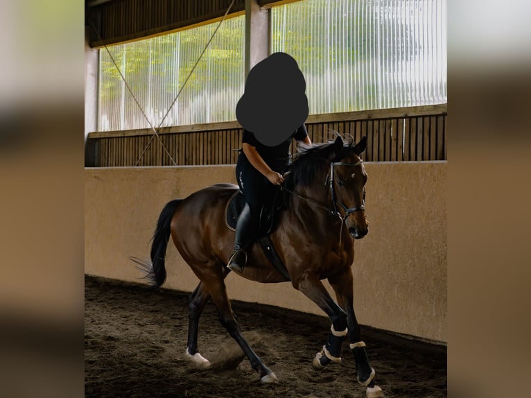 Thoroughbred Gelding 13 years 16,2 hh Brown in M&#xFC;nchsm&#xFC;nster