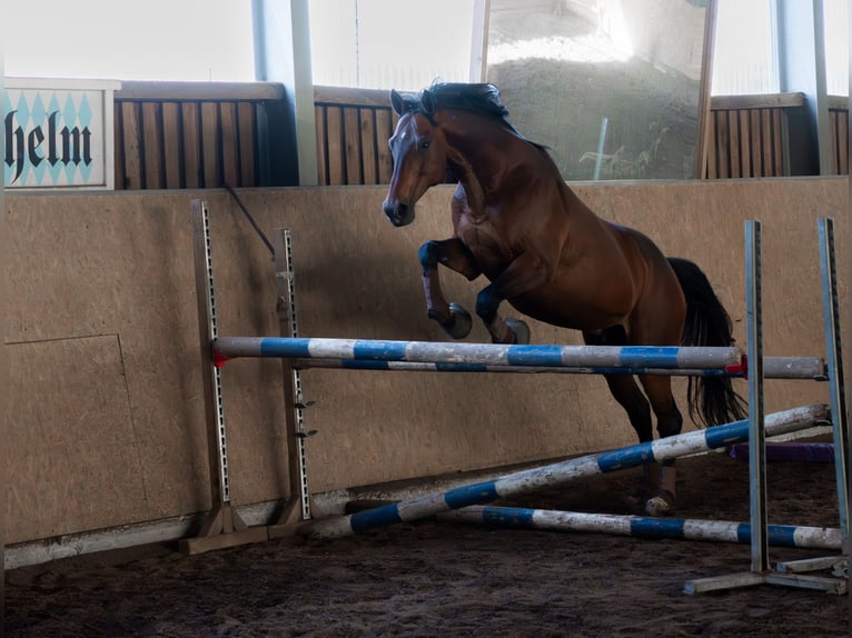 Thoroughbred Gelding 13 years 16,2 hh Brown in M&#xFC;nchsm&#xFC;nster