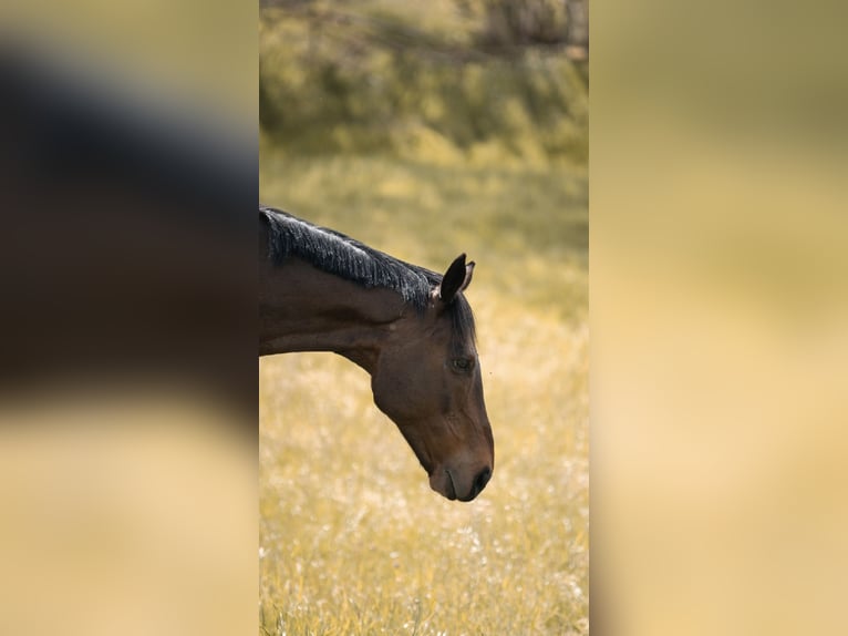 Thoroughbred Gelding 13 years 16,2 hh Brown in Struvenh&#xFC;tten