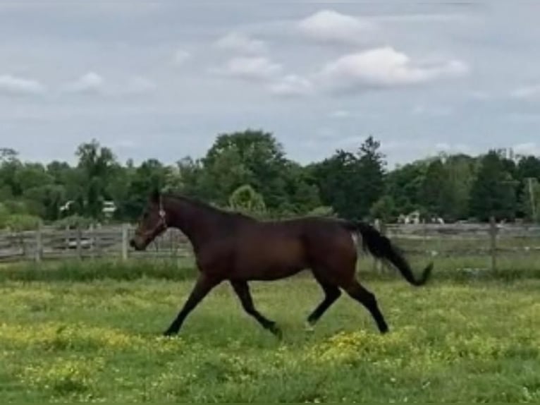 Thoroughbred Gelding 13 years Bay in Freehold