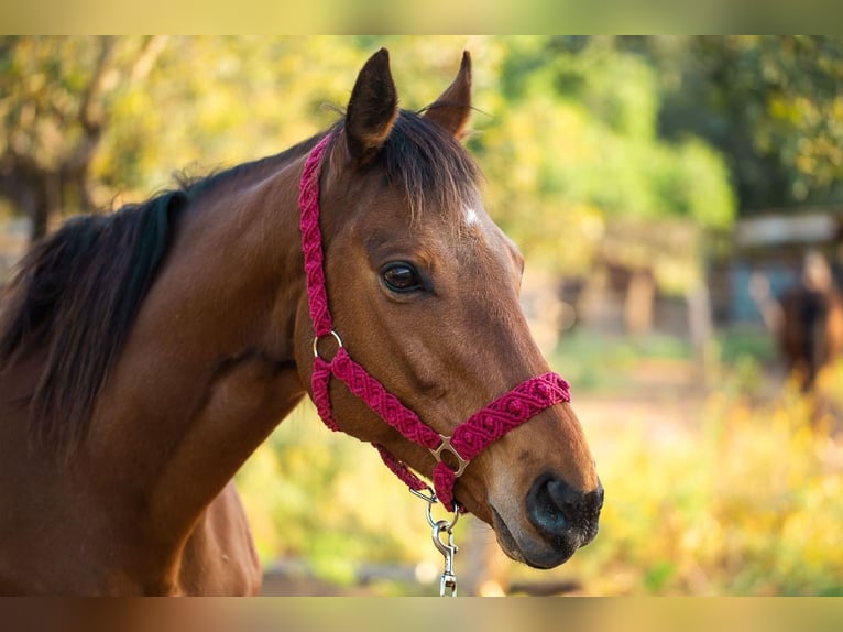 Thoroughbred Gelding 13 years Brown-Light in Cabaneta (Sa)