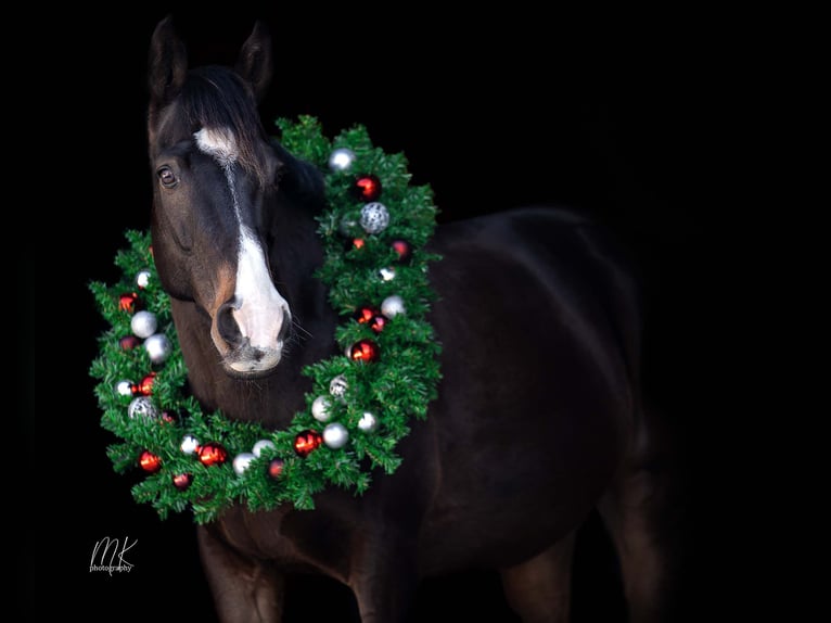 Thoroughbred Gelding 14 years 15,2 hh Bay-Dark in Ebersbach-Neugersdorf