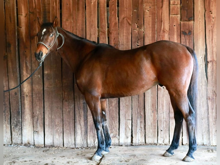 Thoroughbred Gelding 14 years 16,1 hh Bay in Weatherford TX