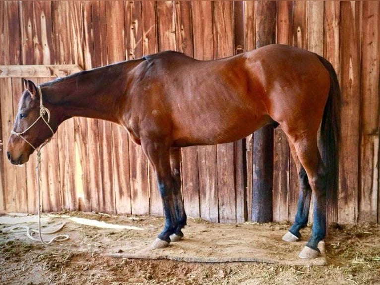 Thoroughbred Gelding 14 years 16,1 hh Bay in Weatherford TX