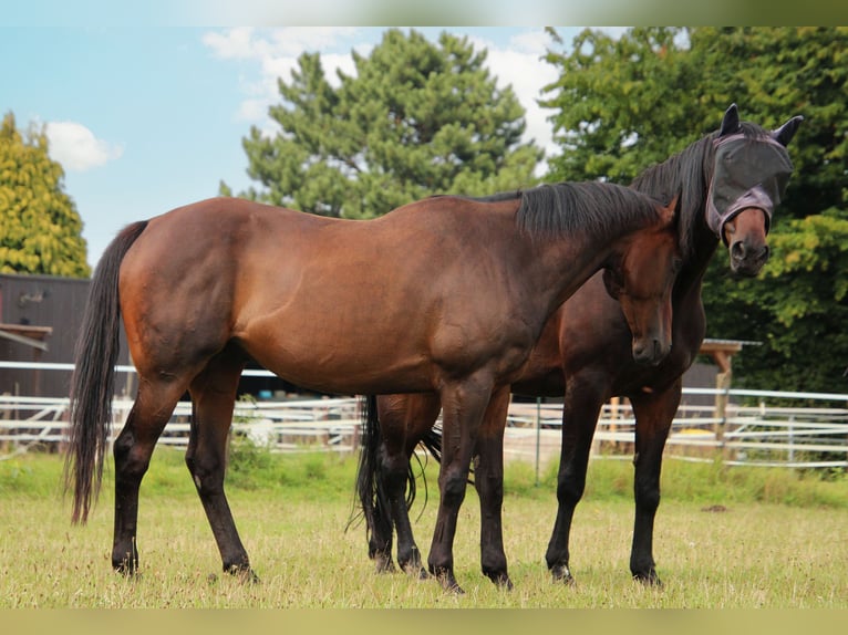Thoroughbred Gelding 14 years 16 hh Bay-Dark in Krefeld