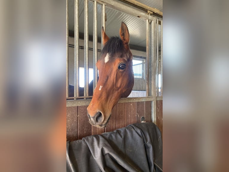 Thoroughbred Gelding 14 years 16 hh Brown in Parthenstein