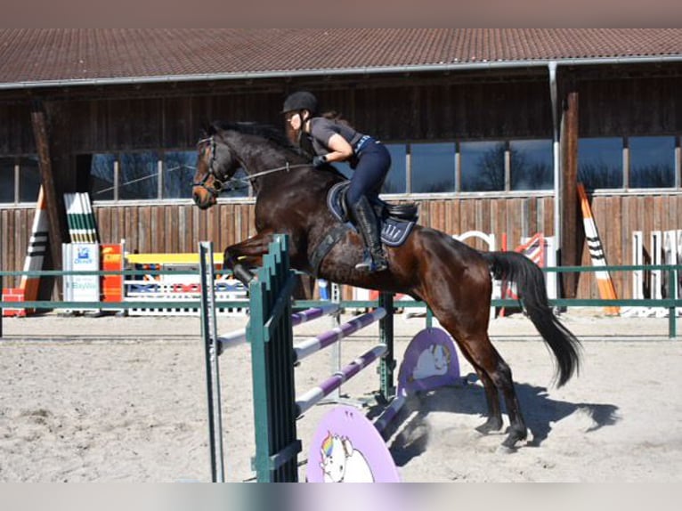 Thoroughbred Gelding 14 years 16 hh Brown in Schweitenkirchen