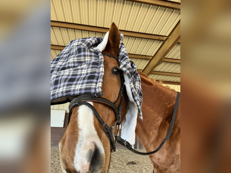 Thoroughbred Gelding 14 years 16 hh Chestnut-Red in Terrell, Texas