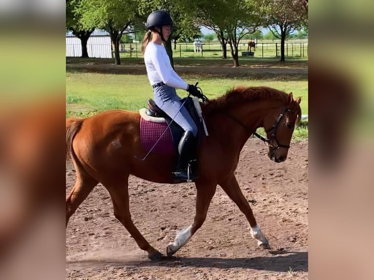 Thoroughbred Gelding 14 years 16 hh Chestnut-Red in Terrell, Texas