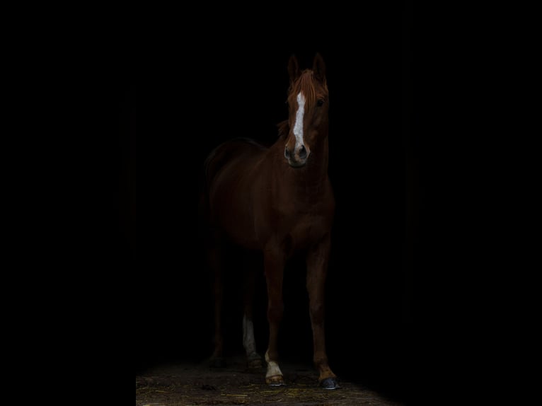 Thoroughbred Gelding 14 years 16 hh Chestnut-Red in Ronsele