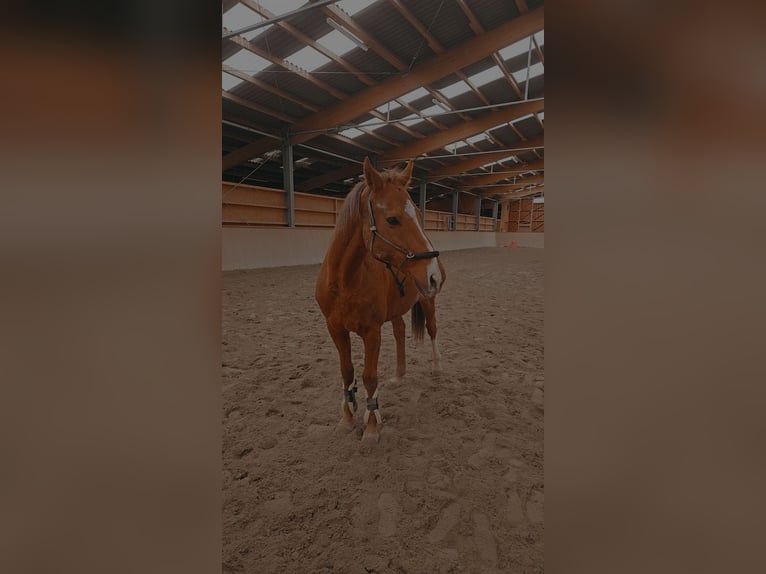 Thoroughbred Gelding 14 years 16 hh Chestnut-Red in Teningen