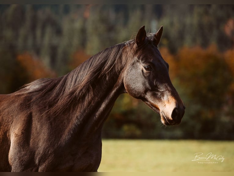 Thoroughbred Gelding 14 years 16,1 hh Bay-Dark in Schattwald