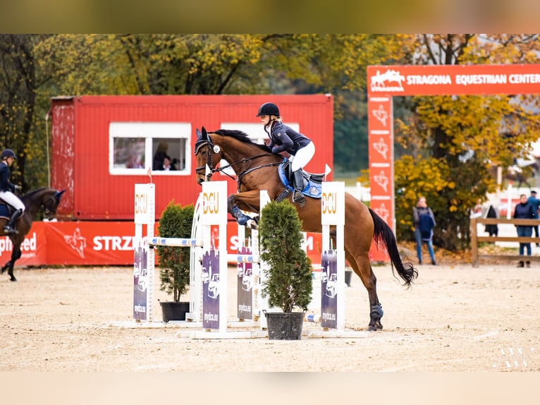Thoroughbred Gelding 14 years 16,1 hh Bay in &#x17B;elaz&#xF3;w
