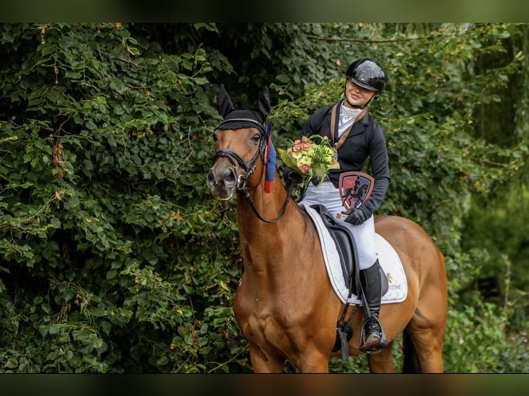 Thoroughbred Gelding 14 years 16,1 hh Brown in &#x17B;elaz&#xF3;w