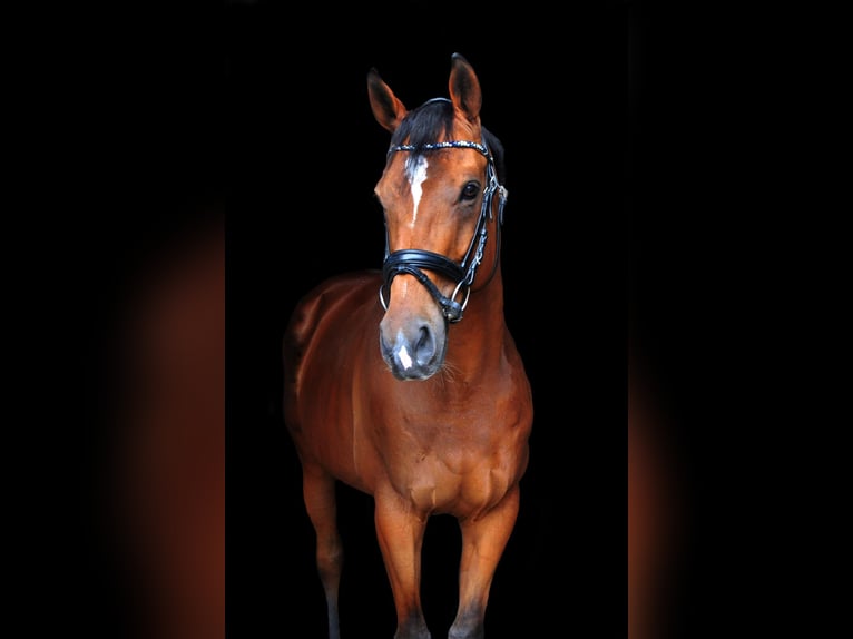 Thoroughbred Gelding 14 years 16,1 hh Brown in Issum Thoroughbred Gelding 14 years 16,1 hh Brown in Issum