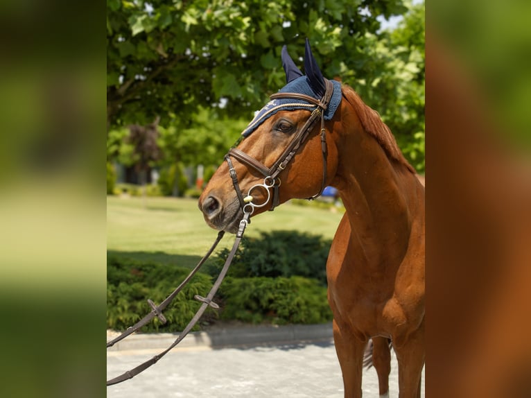 Thoroughbred Gelding 14 years 16,2 hh Chestnut-Red in Ptakowice