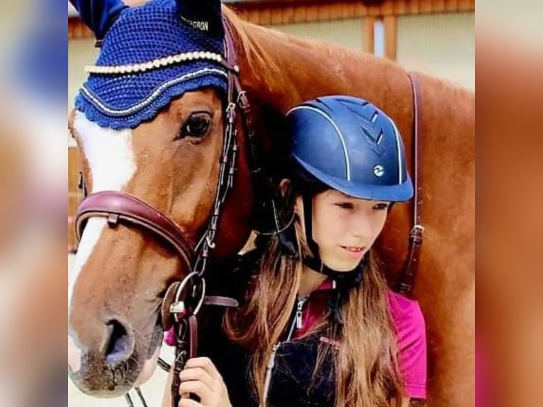 Thoroughbred Gelding 14 years 17 hh Chestnut-Red in Mühlhausen-Ehingen